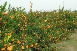 柑橘树五月份施肥管理