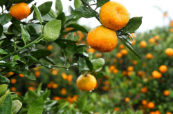 柑橘种植风险