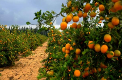 柑橘种植土地怎么整理