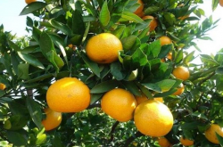 湖南适合种植什么品种柑橘