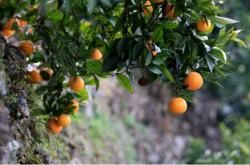 柑橘能在淮北种植吗