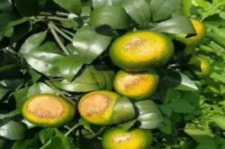 如何防止柑橘的日炙病