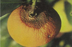 柑橘炭疽病的症状及防治
