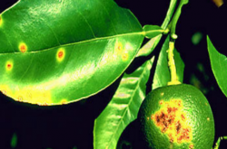 柑橘黄龙病是什么细菌