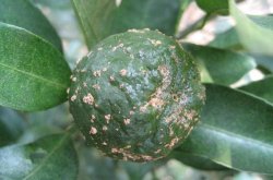 柑橘溃疡病在什么品种上发生