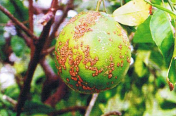 柑橘溃疡病和褐斑病如何区分