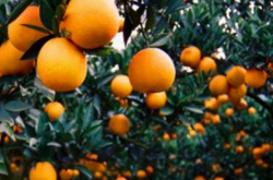 柑橘幼树种植管理技术
