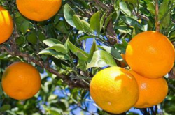 种植柑橘的气理条件