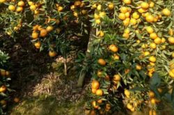 柑橘施肥用量是多少