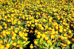 广东柑橘种植规模