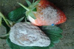 草莓白粉病能相互传播吗？