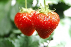 大棚草莓老叶老枝怎么辨？