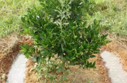 柑橘幼树全年施肥管理技术