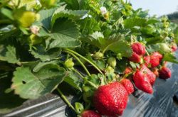 草莓大棚用什么底肥？