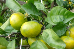 武胜县的柑橘种植要求都有什么呢
