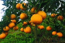 适宜柑橘的种植条件