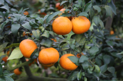种植柑橘苗怎样施底肥？