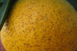 柑橘果上有黑点是什么病？