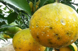 柑橘苗怎样预防病虫