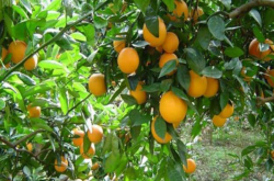 柑橘放秋梢几月份施肥好