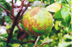 老果农防治柑橘溃疡病的经验有哪些？