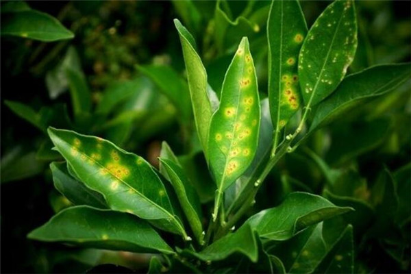 柑橘叶焦病原因及解决方法