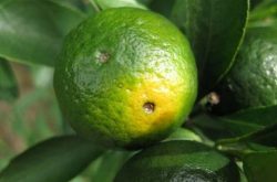 阿泰灵防治柑橘黄龙病是否有效呢