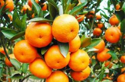 柑橘种植注意事项