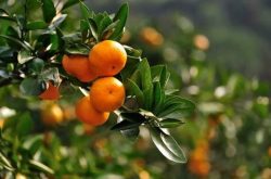 什么土壤种植柑橘最好