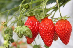 2020草莓种植效益分析