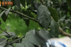 柑橘树秋季管理技术