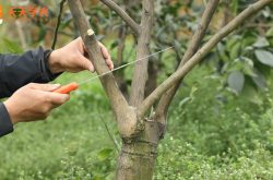 柑橘果树的施肥方法