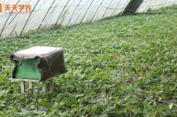 大棚奶油草莓苗种植