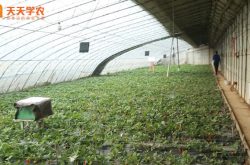 草莓露地种植技术