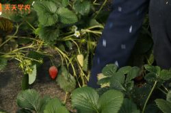 南方露地草莓种植方法