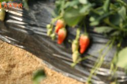 浦东奶油草莓种植基地图片