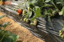 新农业大棚草莓技术