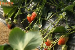 大棚草莓的种植图片