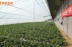 法兰地草莓苗保存方法