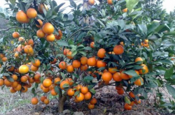 柑橘苗移植技术