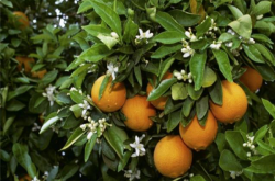 柑橘开春施肥管理