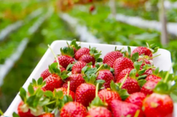 如何预防草莓育苗期炭疽病？