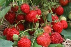草莓种植需要打什么药？