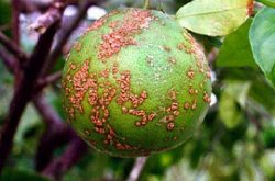 柑橘溃疡病病原是什么呢？