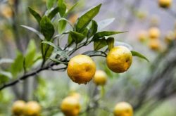 柑橘适宜在什么地方种植
