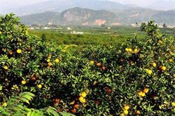 开远柑橘种植基地管理技术需要注意什么