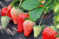 怎样培育草莓苗