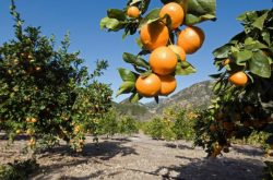 柑橘种植面积国家排名