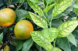 柑橘黄龙病检测标准