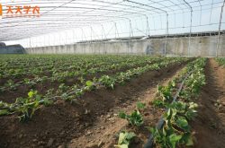 中国大棚草莓种植基地图片